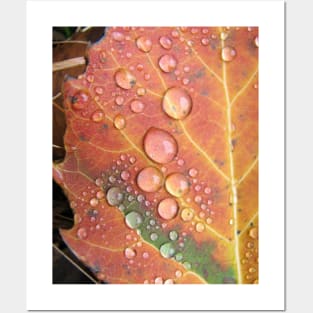 Autumn Leaf Posters and Art